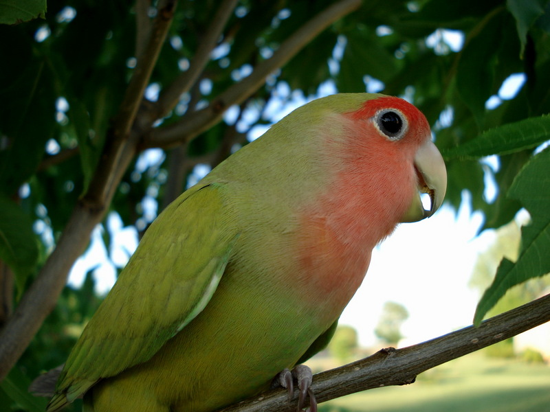 Peach-faced Lovebird (Agapornis roseicollis) - Wiki; DISPLAY FULL IMAGE.