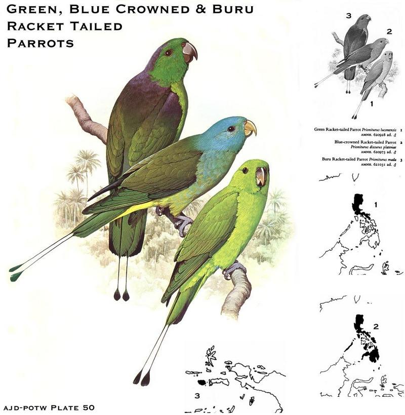 Green, Blue-crowned & Buru Racket-tailed Parrots (Prioniturus sp.); DISPLAY FULL IMAGE.