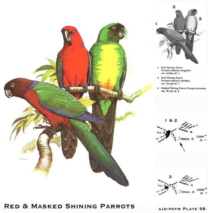 Red Shining-parrot (Prosopeia tabuensis) & Masked Shining Parrots (Prosopeia personata); DISPLAY FULL IMAGE.