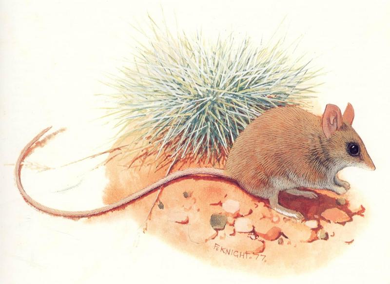 Long-tailed Dunnart (Sminthopsis longicaudata); DISPLAY FULL IMAGE.