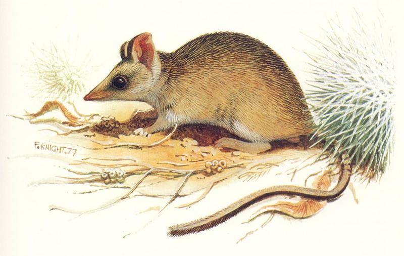 Sandhill Dunnart (Sminthopsis psammophila); DISPLAY FULL IMAGE.