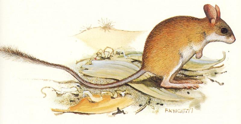 Northern Hopping Mouse (Notomys aquilo); DISPLAY FULL IMAGE.