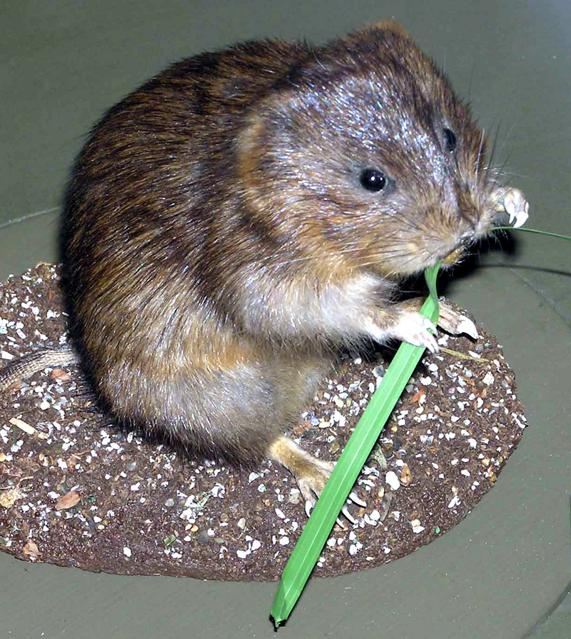 European Water Vole (Arvicola amphibius) - Wiki; DISPLAY FULL IMAGE.