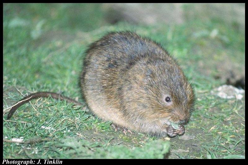 European Water Vole (Arvicola amphibius); DISPLAY FULL IMAGE.