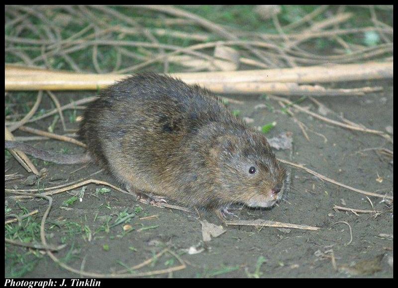 European Water Vole (Arvicola amphibius); DISPLAY FULL IMAGE.