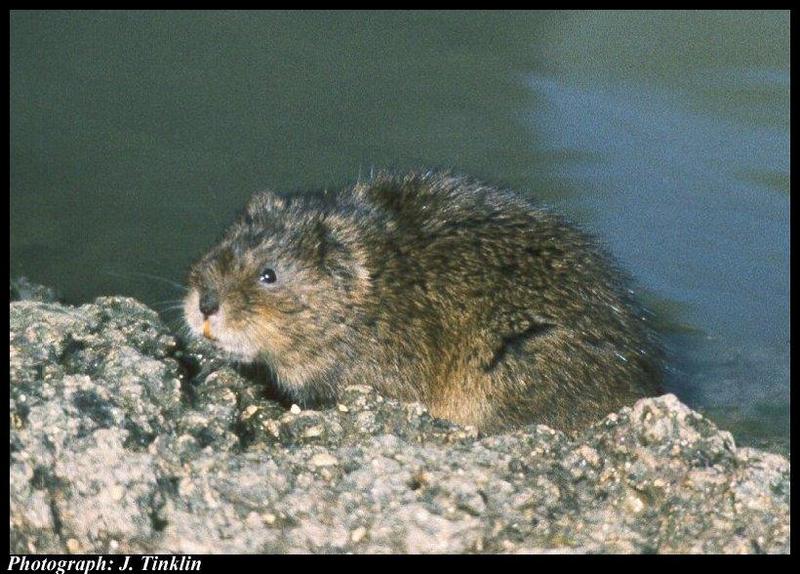 European Water Vole (Arvicola amphibius); DISPLAY FULL IMAGE.