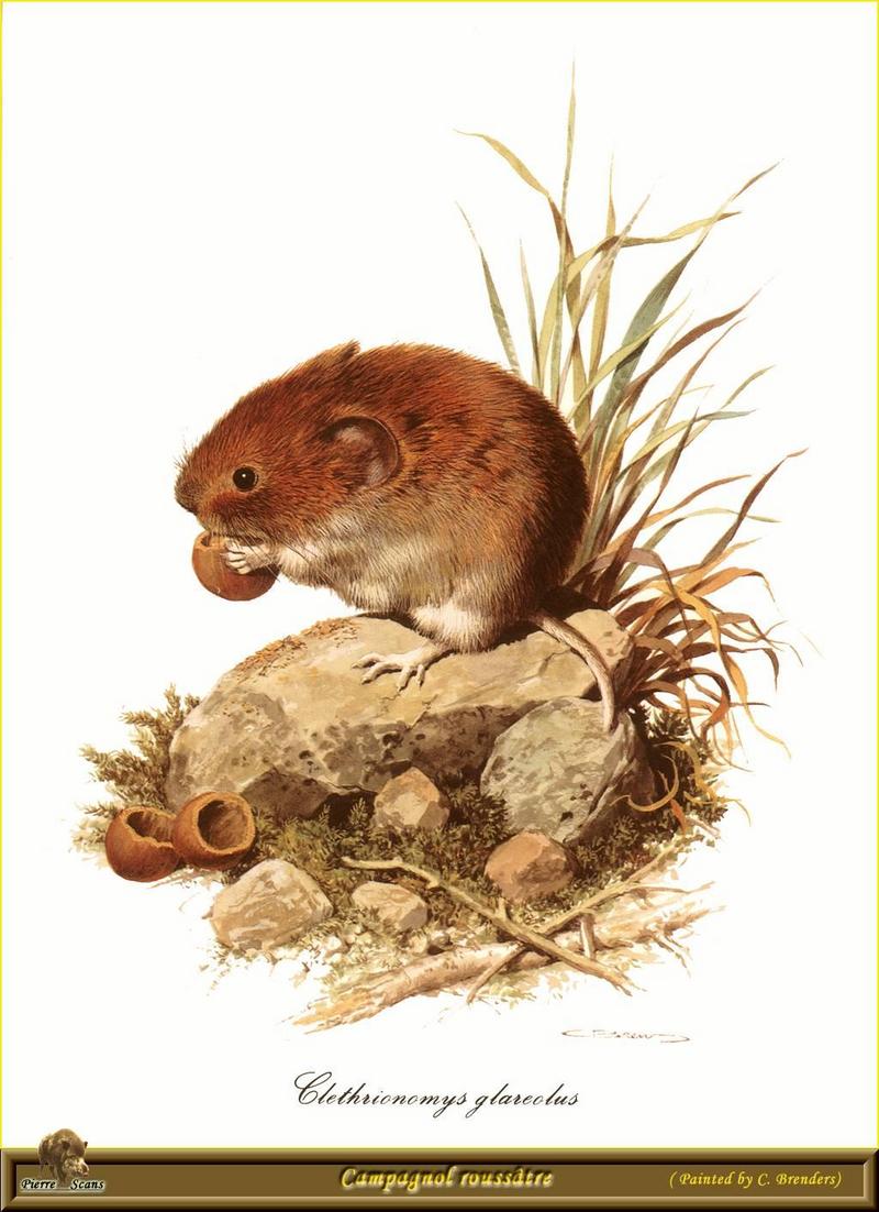 Bank Vole (Myodes glareolus); DISPLAY FULL IMAGE.