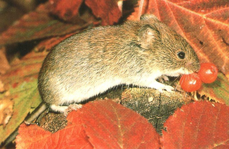 Red-backed Vole (Myodes sp.); DISPLAY FULL IMAGE.