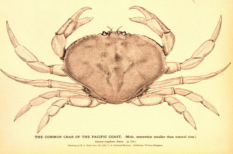 Dungeness Crab (Cancer magister) - Wiki; DISPLAY FULL IMAGE.