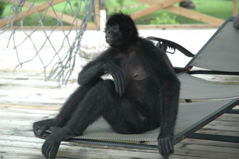 Spider Monkey (Ateles sp.) - Wiki; DISPLAY FULL IMAGE.