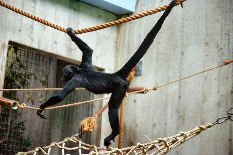 Black-headed Spider Monkey (Ateles fusciceps) - Wiki; DISPLAY FULL IMAGE.