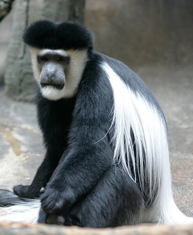 Mantled Guereza (Colobus guereza) - Wiki; DISPLAY FULL IMAGE.