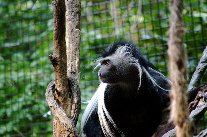 Angola Colobus (Colobus angolensis) - Wiki; DISPLAY FULL IMAGE.