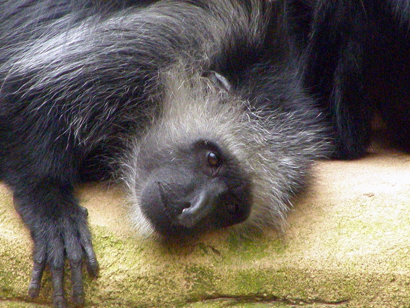 King Colobus (Colobus polykomos) - Wiki; DISPLAY FULL IMAGE.