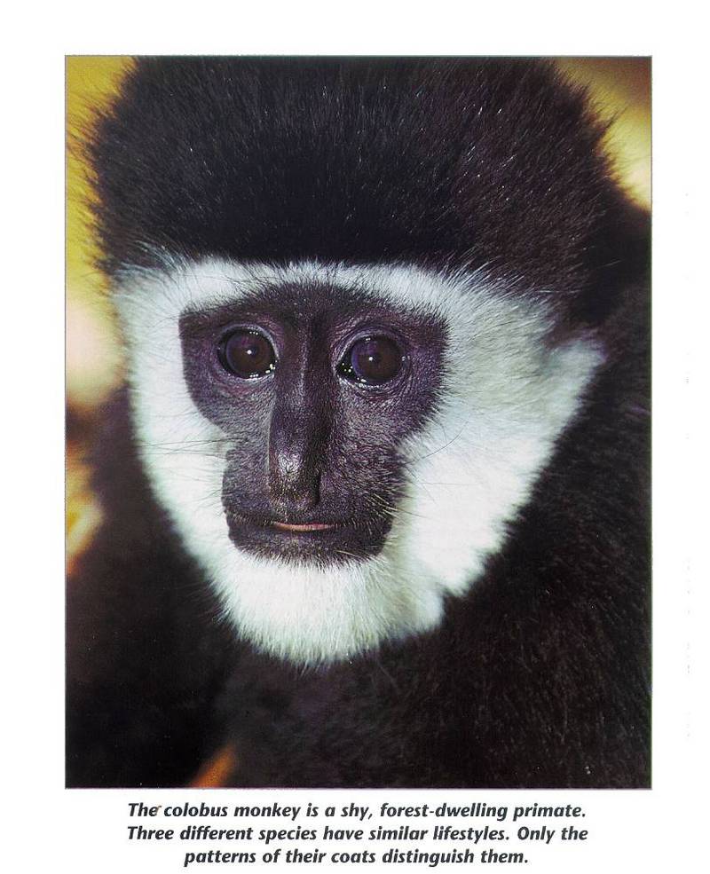 Black-and-white Colobus (Colobus sp.); DISPLAY FULL IMAGE.
