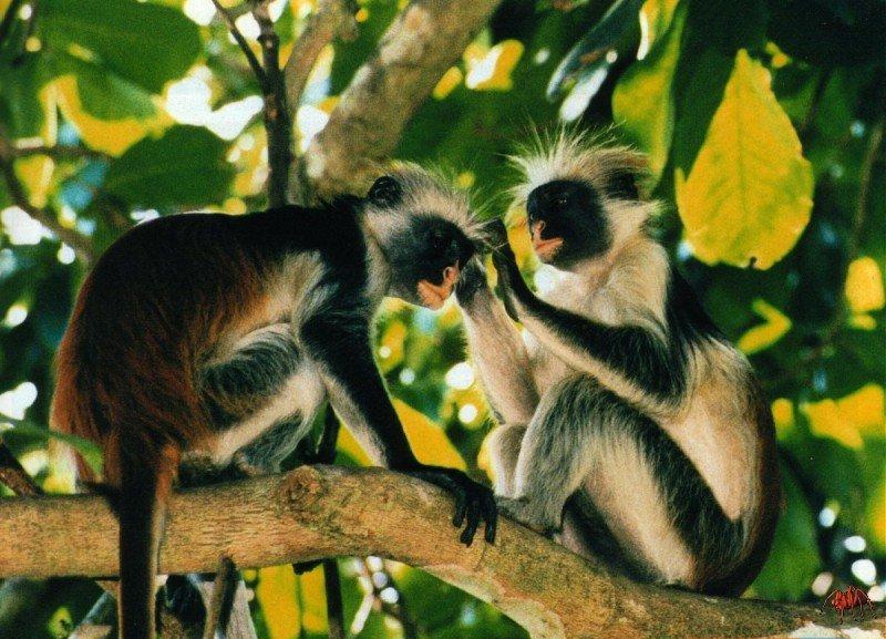 Zanzibar Red Colobus (Piliocolobus kirkii); DISPLAY FULL IMAGE.