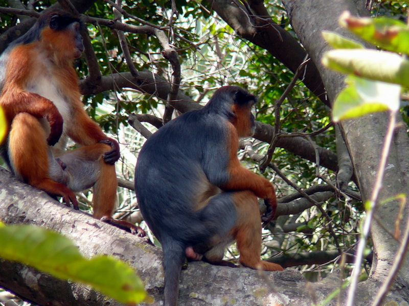 Western Red Colobus (Piliocolobus badius) - Wiki; DISPLAY FULL IMAGE.