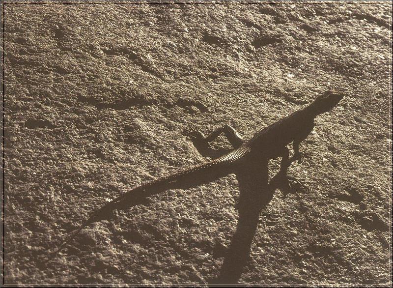 Agama Lizard (Family: Agamidae); DISPLAY FULL IMAGE.