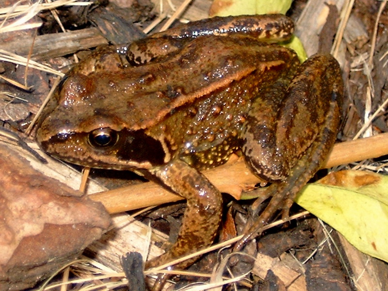 Common Frog (Rana temporaria) - Wiki; DISPLAY FULL IMAGE.
