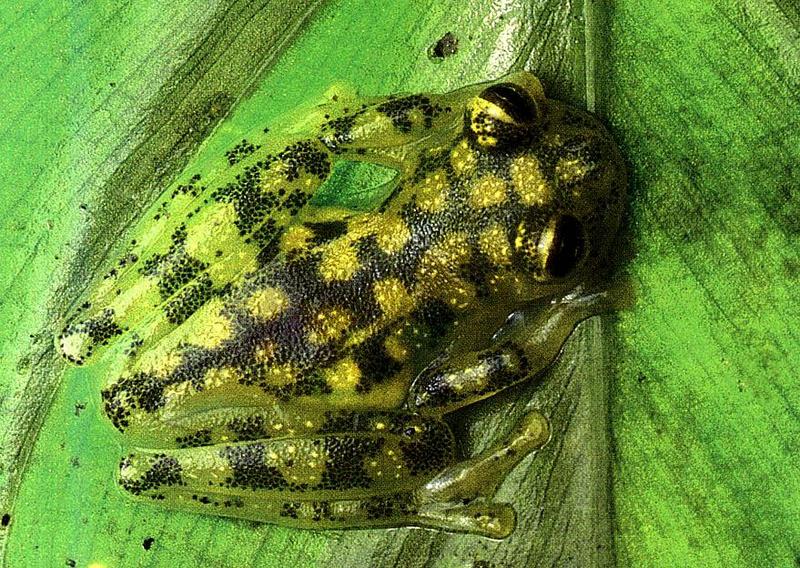 Glass Frog (Family: Centrolenidae); DISPLAY FULL IMAGE.