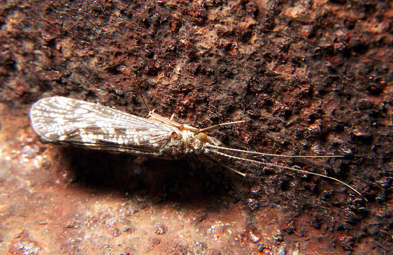 Caddisflies (Order Trichoptera) - Wiki; DISPLAY FULL IMAGE.
