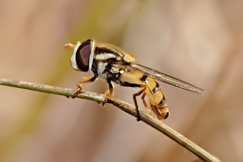 Hoverfly (Family: Syrphidae) - Wiki; DISPLAY FULL IMAGE.
