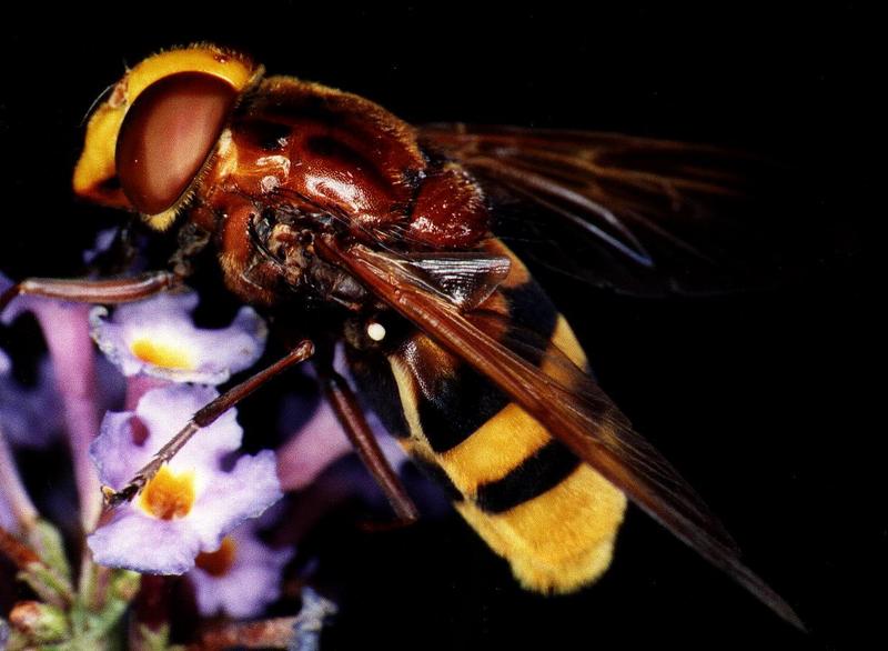 Hoverfly (Family: Syrphidae); DISPLAY FULL IMAGE.