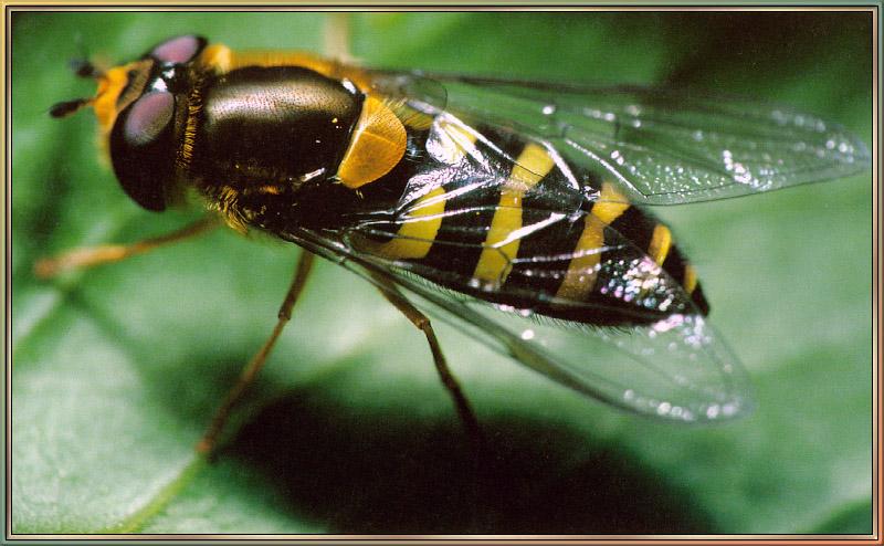 Hoverfly (Family: Syrphidae); DISPLAY FULL IMAGE.