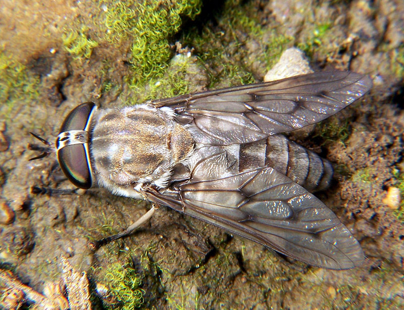 Horsefly (Family: Tabanidae) - Wiki; DISPLAY FULL IMAGE.