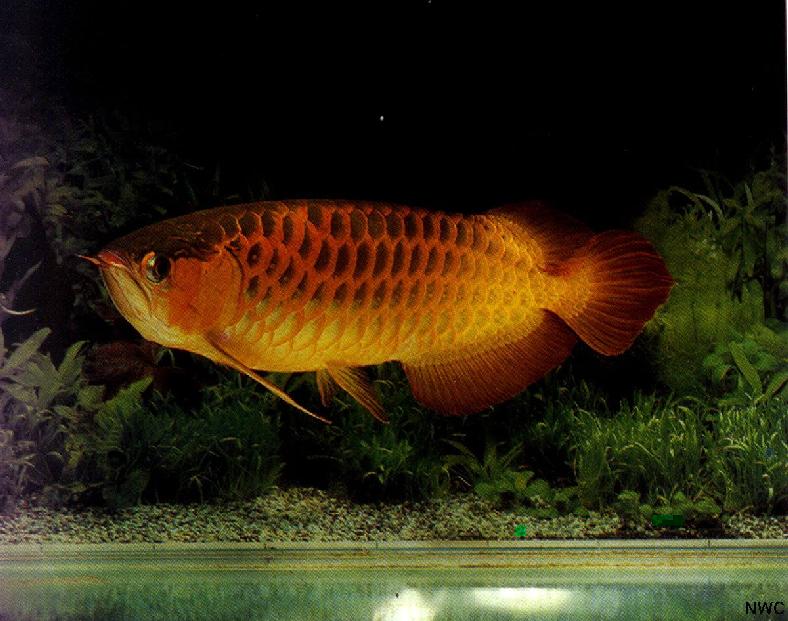 Super Red Arowana (Scleropages legendrei); DISPLAY FULL IMAGE.