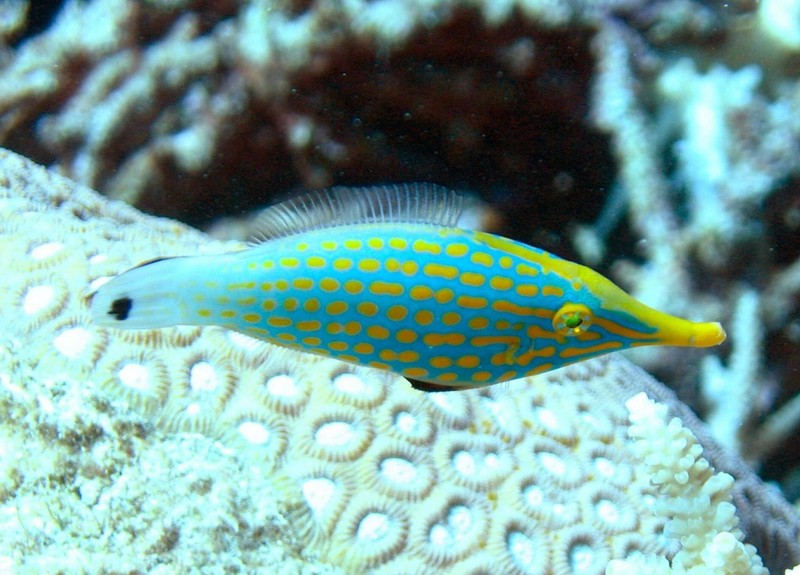 Orange Spotted Filefish (Oxymonacanthus longirostris) - Wiki; DISPLAY FULL IMAGE.