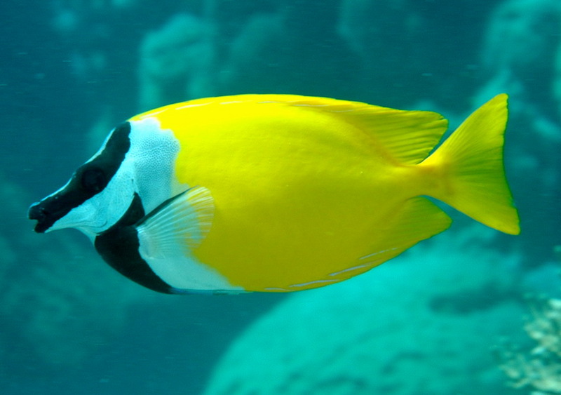 Foxface Rabbitfish (Siganus vulpinus) - Wiki; DISPLAY FULL IMAGE.