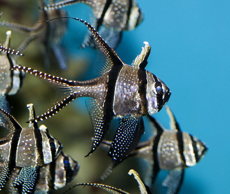 Banggai Cardinalfish (Pterapogon kauderni) - Wiki; DISPLAY FULL IMAGE.