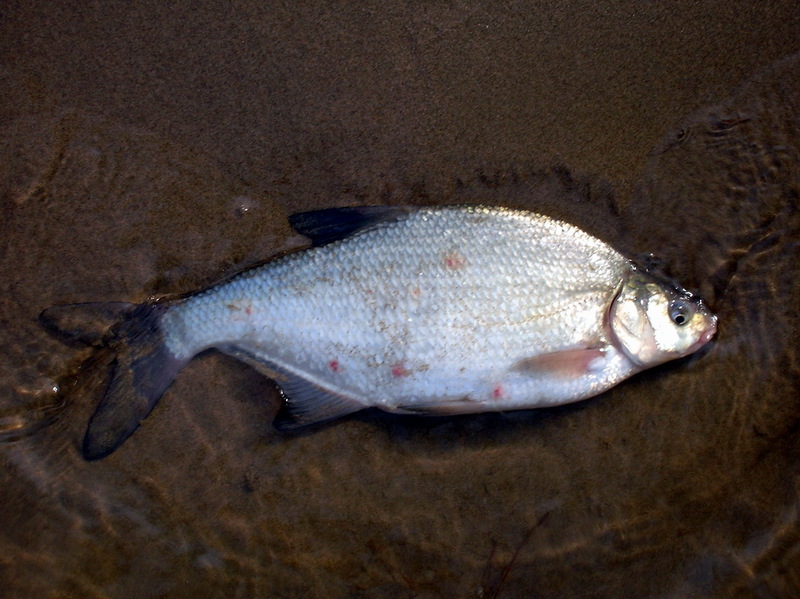 Carp Bream (Abramis brama) - Wiki; DISPLAY FULL IMAGE.