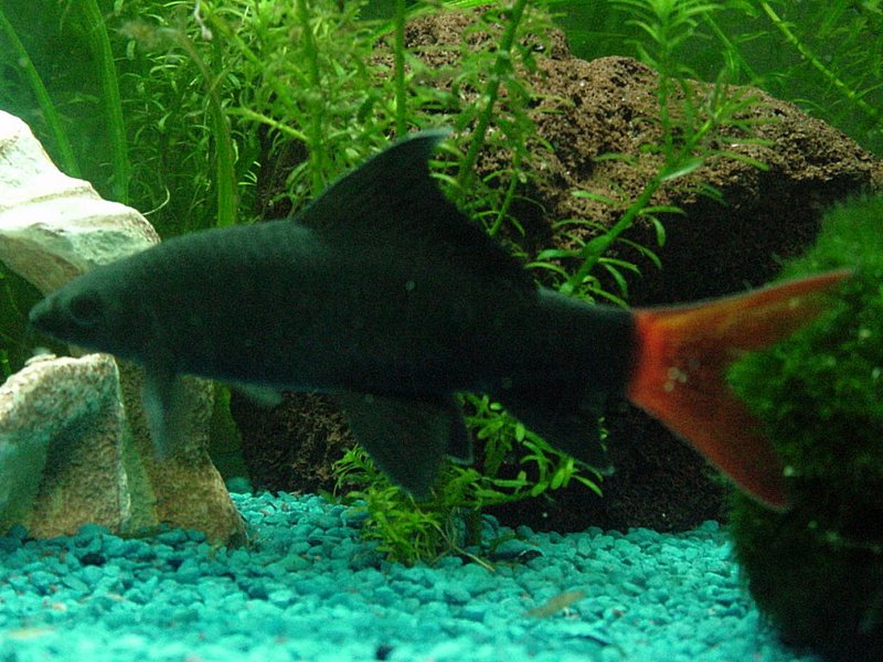 Red-tailed Black Shark (Epalzeorhynchos bicolor) - Wiki; DISPLAY FULL IMAGE.