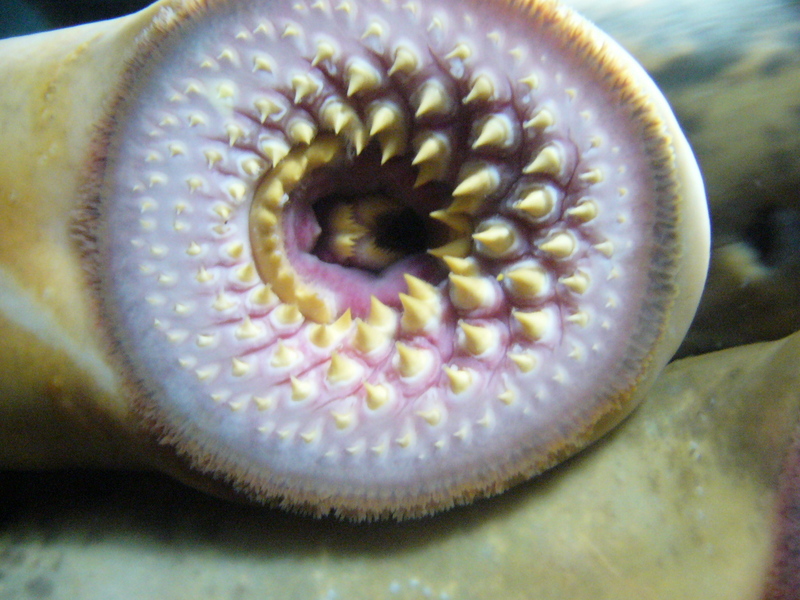 Lamprey (Family: Petromyzontidae) - Wiki; DISPLAY FULL IMAGE.