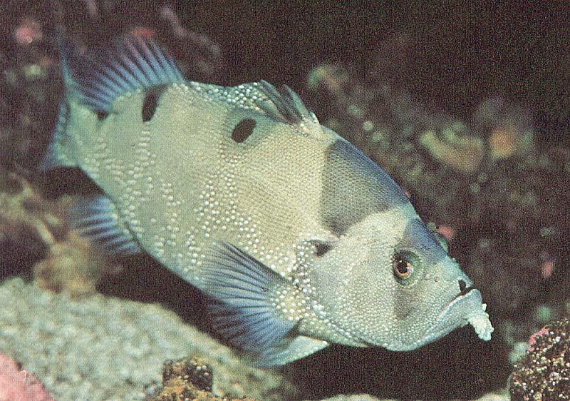 Tropical fish; DISPLAY FULL IMAGE.
