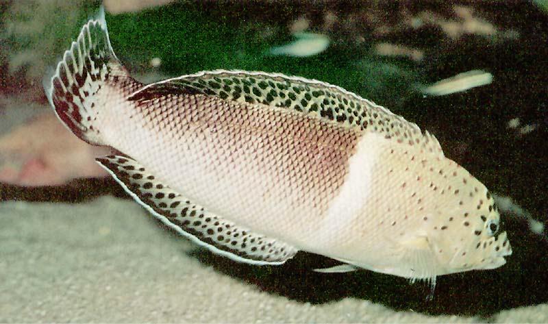 Tropical fish; DISPLAY FULL IMAGE.