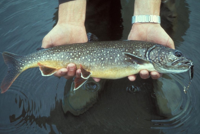 Lake Trout (Salvelinus namaycush) - Wiki; DISPLAY FULL IMAGE.