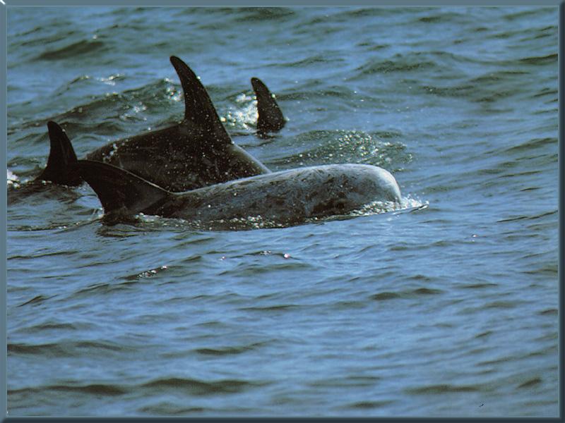 Risso's Dolphin (Grampus griseus); DISPLAY FULL IMAGE.