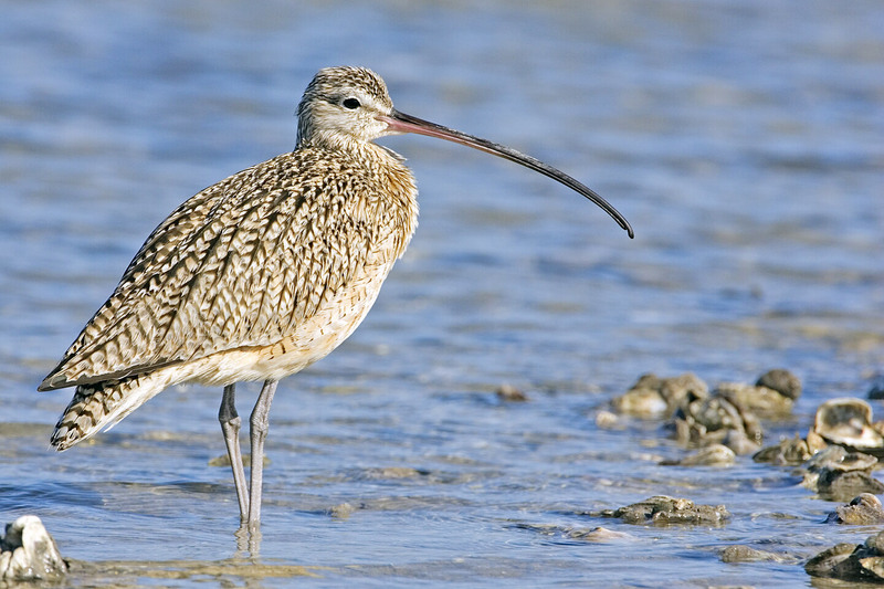 Curlew (Genus: Numenius) - Wiki; DISPLAY FULL IMAGE.