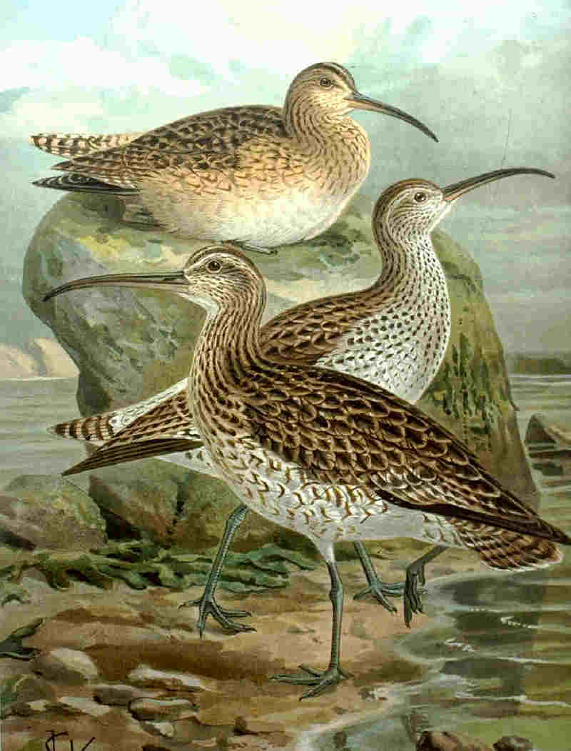 Slender-billed Curlew (Numenius tenuirostris) - Wiki; DISPLAY FULL IMAGE.