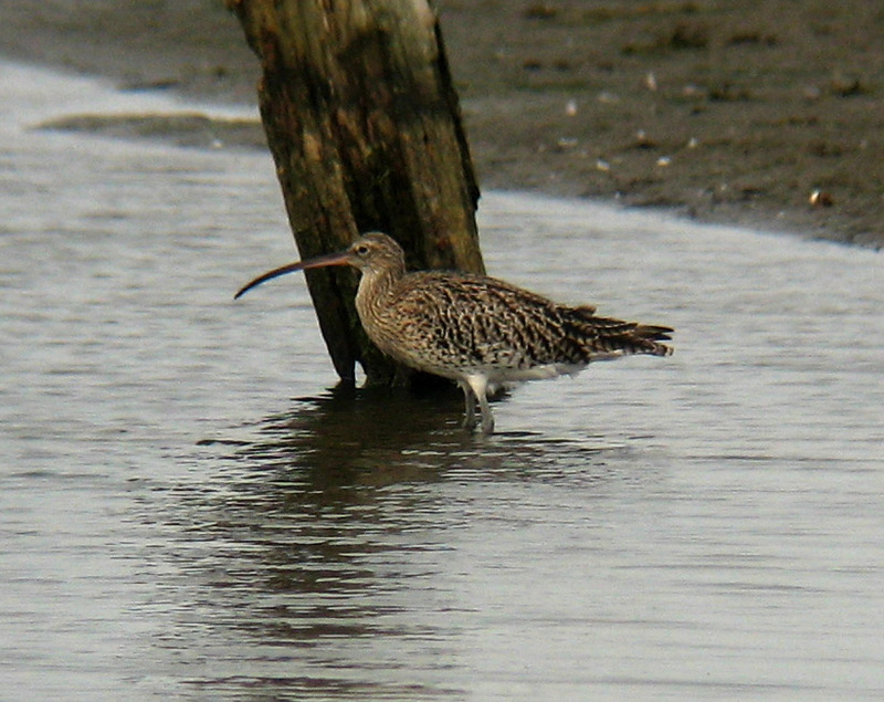 Eurasian Curlew (Numenius arquata) - Wiki; DISPLAY FULL IMAGE.