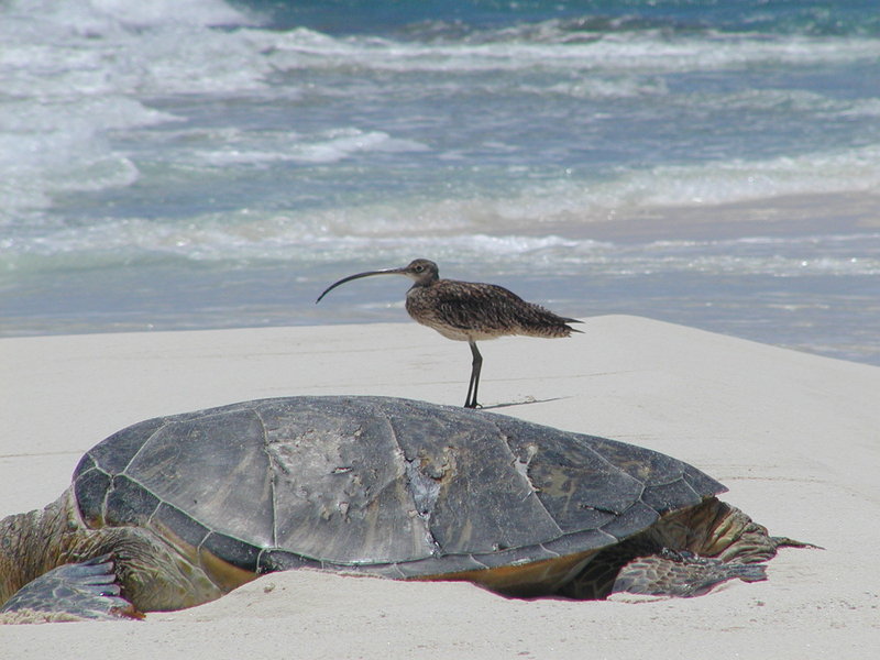 Far Eastern Curlew (Numenius madagascariensis) - Wiki; DISPLAY FULL IMAGE.