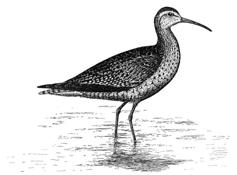 Eskimo Curlew (Numenius borealis) - Wiki; DISPLAY FULL IMAGE.