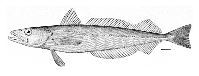 Silver Hake (Merluccius bilinearis) - Wiki; DISPLAY FULL IMAGE.