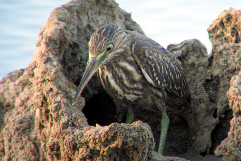 Striated Heron (Butorides striatus) - Wiki; DISPLAY FULL IMAGE.