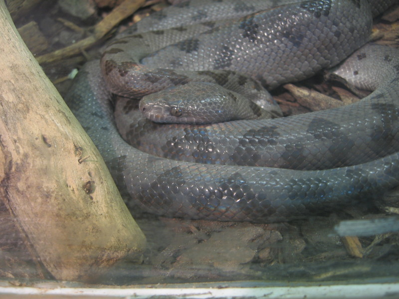 Abaco Island Boa (Epicrates exsul) - Wiki; DISPLAY FULL IMAGE.