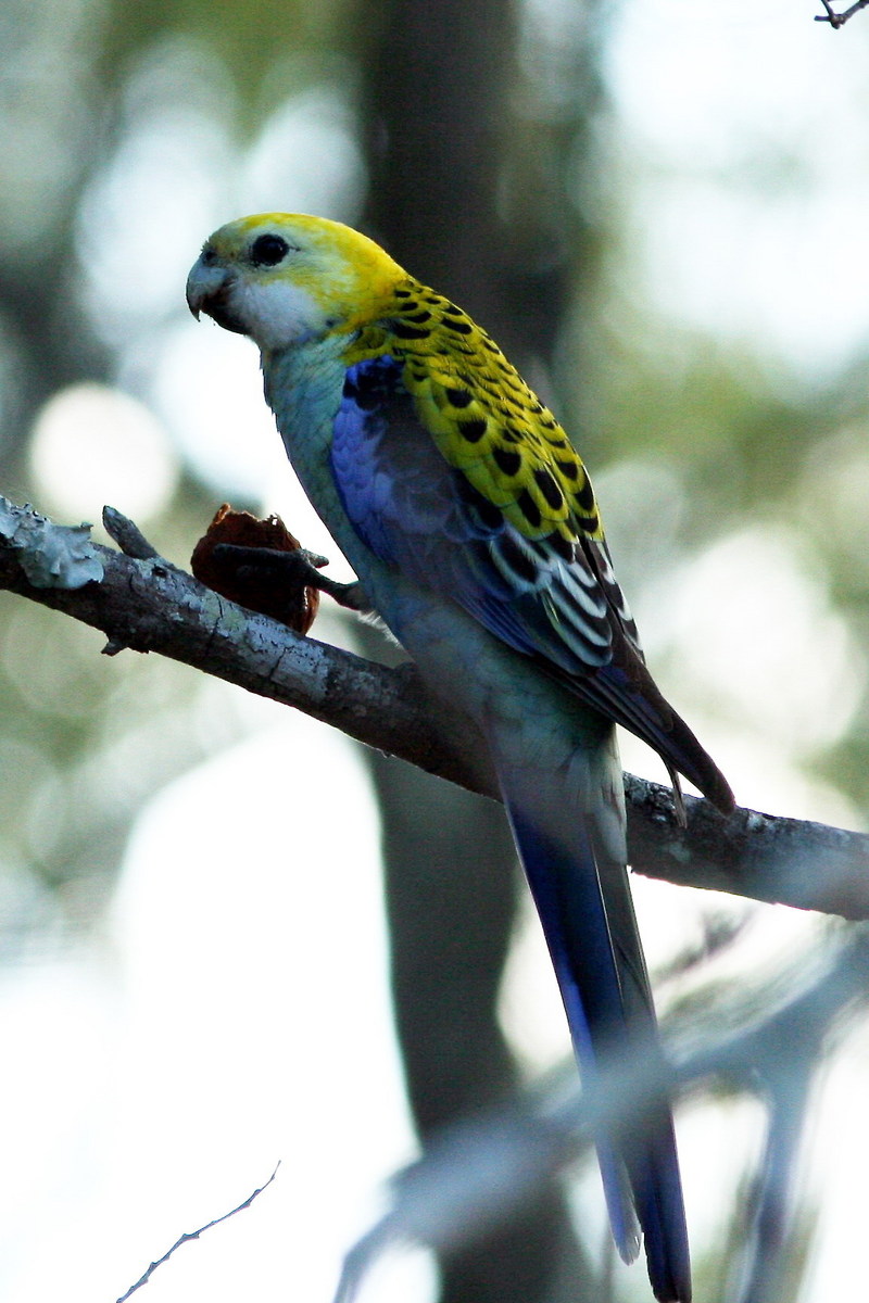 Pale-headed Rosella (Platycercus adscitus) - Wiki; DISPLAY FULL IMAGE.