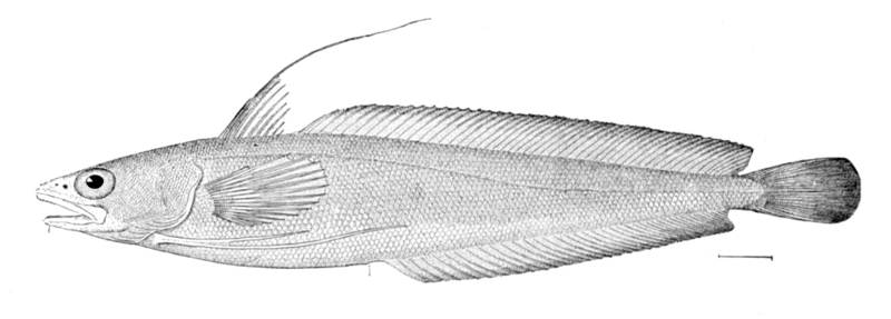 Red Hake (Urophycis chuss) - Wiki; DISPLAY FULL IMAGE.